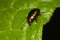 Eumolpinae
