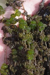 Nitella hyalina
