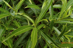 Melicytus lanceolatus