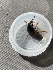 Anisodactylus sanctaecrucis