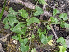 Ficaria verna bulbilifera