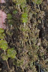Nitella hyalina