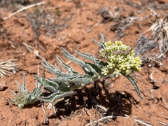 Asclepias macrosperma