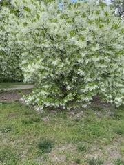 Chionanthus