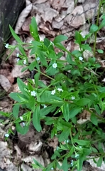 Memoremea scorpioides