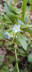 Memoremea scorpioides