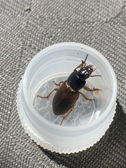 Anisodactylus sanctaecrucis