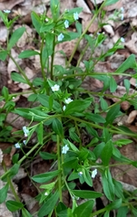 Memoremea scorpioides