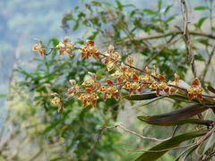 Oncidium luteopurpureum