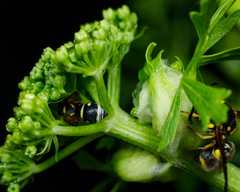 Stenodynerus anormis