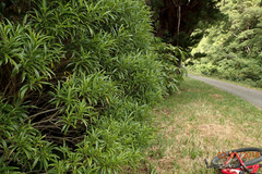 Melicytus lanceolatus