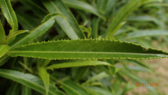 Melicytus lanceolatus