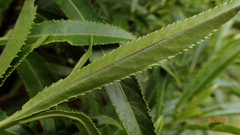 Melicytus lanceolatus