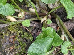 Ficaria verna bulbilifera