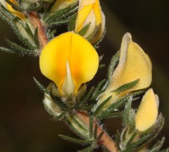 Aspalathus linguiloba