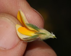 Aspalathus linguiloba