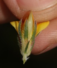 Aspalathus linguiloba
