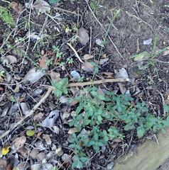 Achyranthes aspera aspera