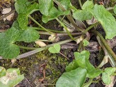 Ficaria verna bulbilifera