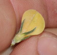 Aspalathus linguiloba