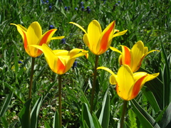 Tulipa greigii
