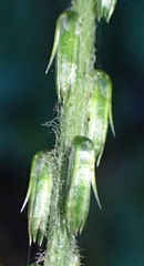Achyranthes aspera aspera