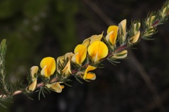 Aspalathus linguiloba
