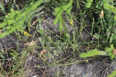 Aspalathus linguiloba