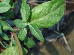 Achyranthes aspera aspera
