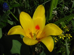 Tulipa greigii