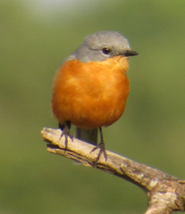 Melaenornis semipartitus