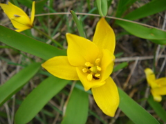 Tulipa dasystemon