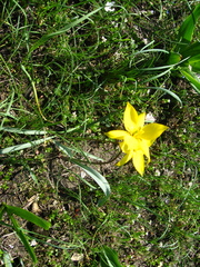 Tulipa dasystemon