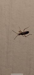 Myodocha serripes