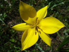 Tulipa dasystemon