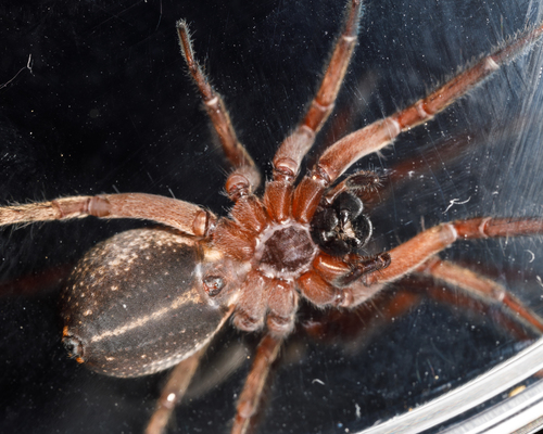 Schizocosa perplexa