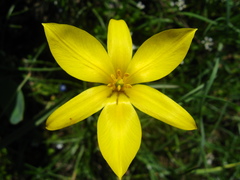Tulipa dasystemon