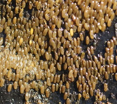 Notoaeschna sagittata