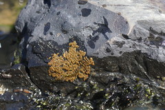 Notoaeschna sagittata