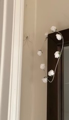 Araneae