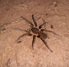 Ancylometes concolor
