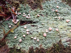 Icmadophila ericetorum image