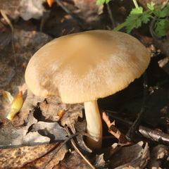 Psathyrella spadiceogrisea