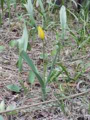 Tulipa sylvestris