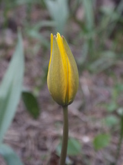 Tulipa sylvestris