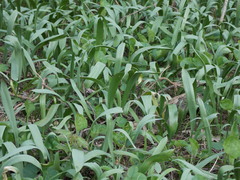 Tulipa sylvestris
