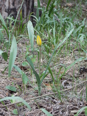 Tulipa sylvestris