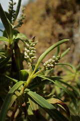Veronica parviflora