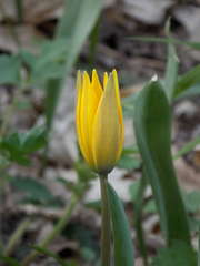 Tulipa sylvestris