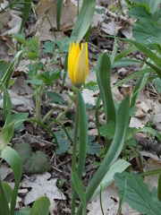 Tulipa sylvestris